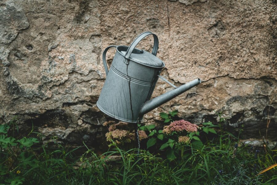 Newly planted shrub mulch watering can