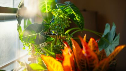 Understanding indoor plant light needs for healthier growth