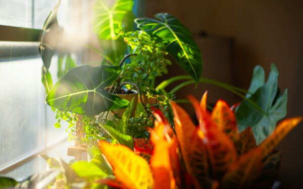 Understanding indoor plant light needs for healthier growth