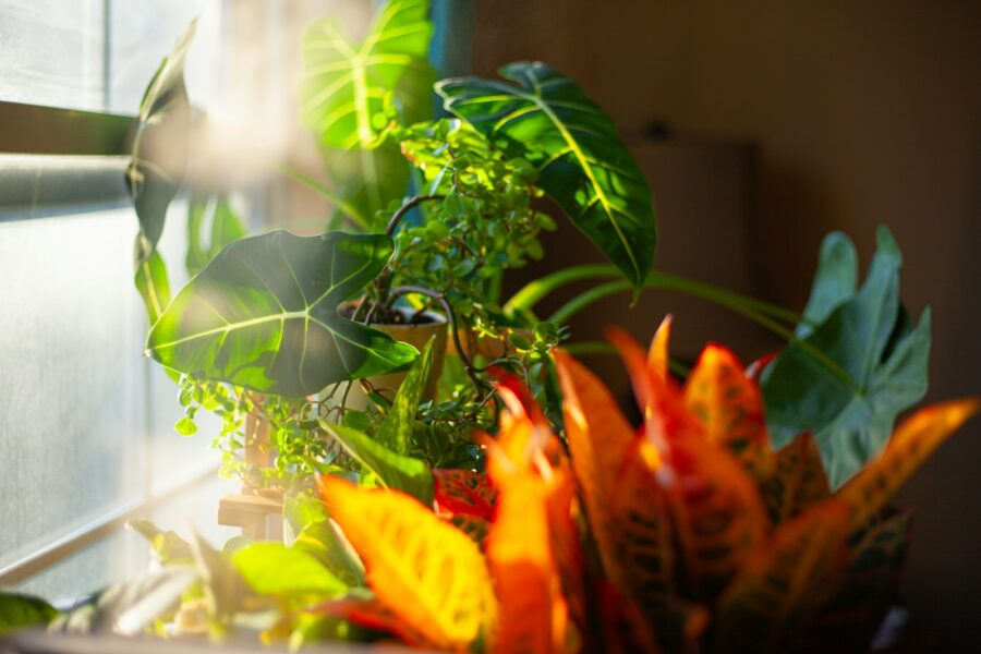 Understanding indoor plant light needs healthier growth houseplant