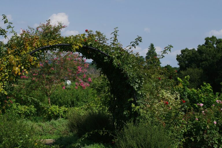 Garden arch climbing clematis