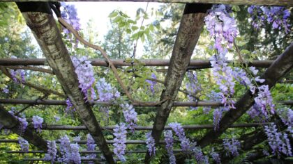 Vines that transform arches and pergolas into green architecture