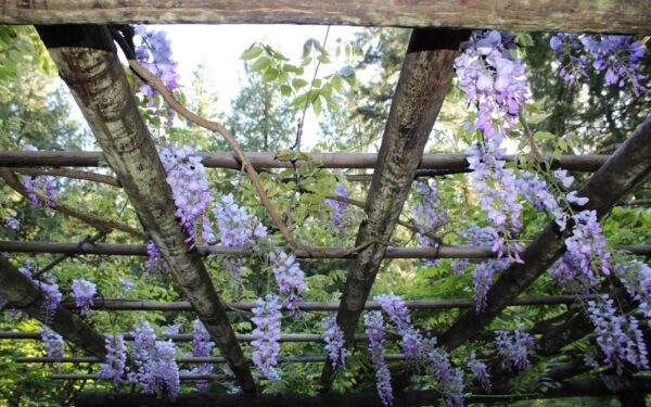 Vines that transform arches and pergolas into green architecture