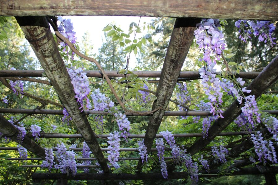 Garden pergola covered flowering vines