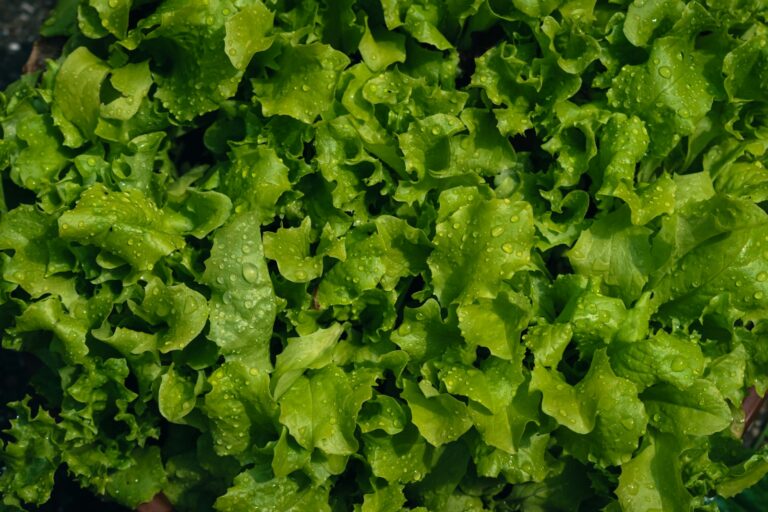 Lettuce basil container close