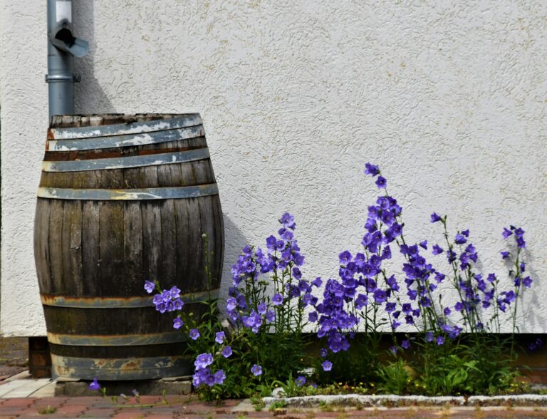 Rain barrel downspout garden mulched vegetable bed soil