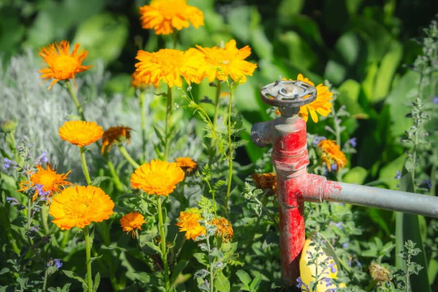 Drip irrigation hose mulch flower border