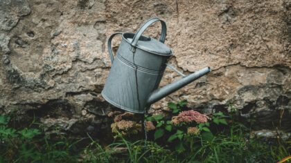 Watering plants through the seasons for deeper roots and fewer problems
