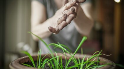 When and how to repot root-bound plants without stressing them