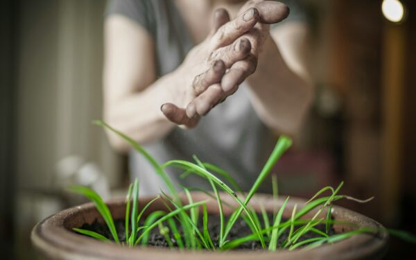 When and how to repot root-bound plants without stressing them