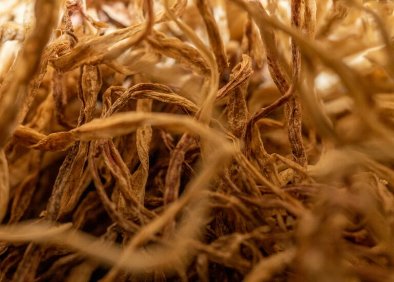 Rootbound plant roots closeup