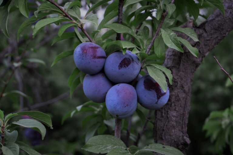 Split plum fruit tree branch