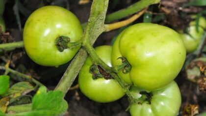 Why fruit splits on trees and vines and what you can do about it