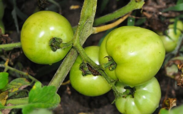 Why fruit splits on trees and vines and what you can do about it