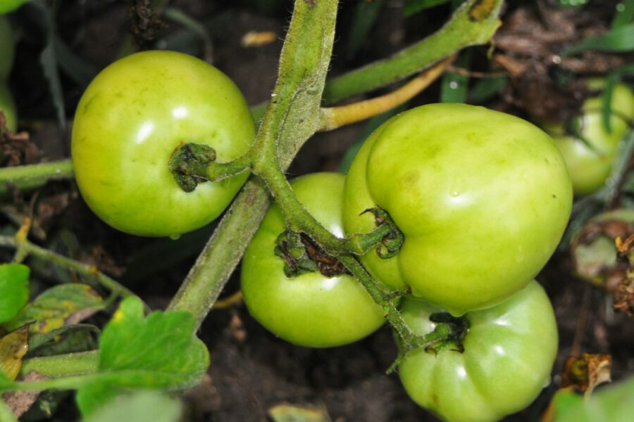 Cracked tomato fruit vine