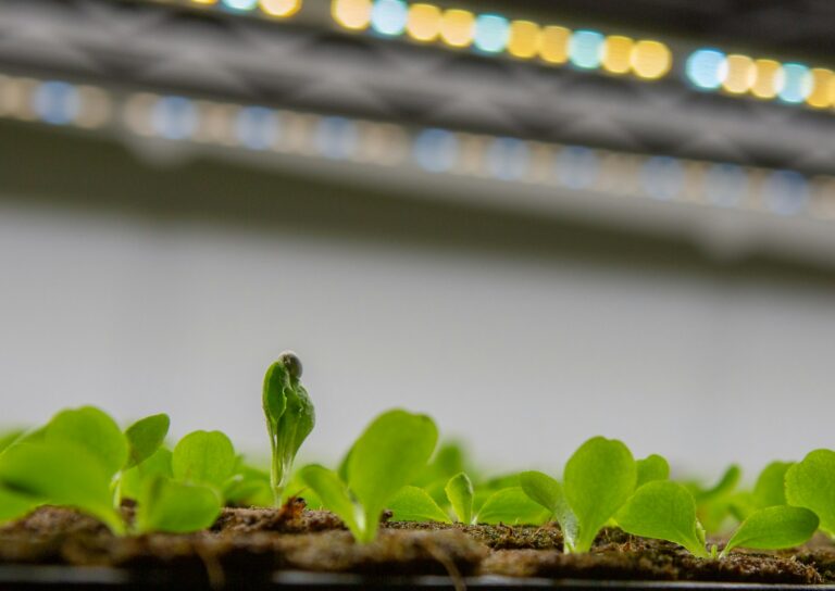 Seedlings under grow lights shelf