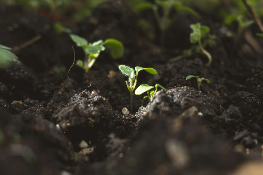 Why seedlings grow tall spindly how fix leggy