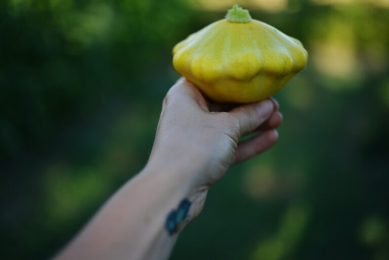 Hand pollinating squash flower