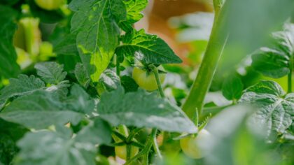 Why vegetables grow plenty of flowers but no fruit and how to fix it
