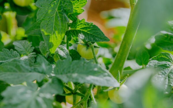 Why vegetables grow plenty of flowers but no fruit and how to fix it