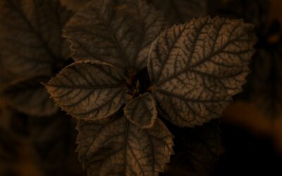 Why your plants get brown leaf tips and how to fix the problem