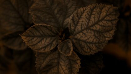 Why your plants get brown leaf tips and how to fix the problem