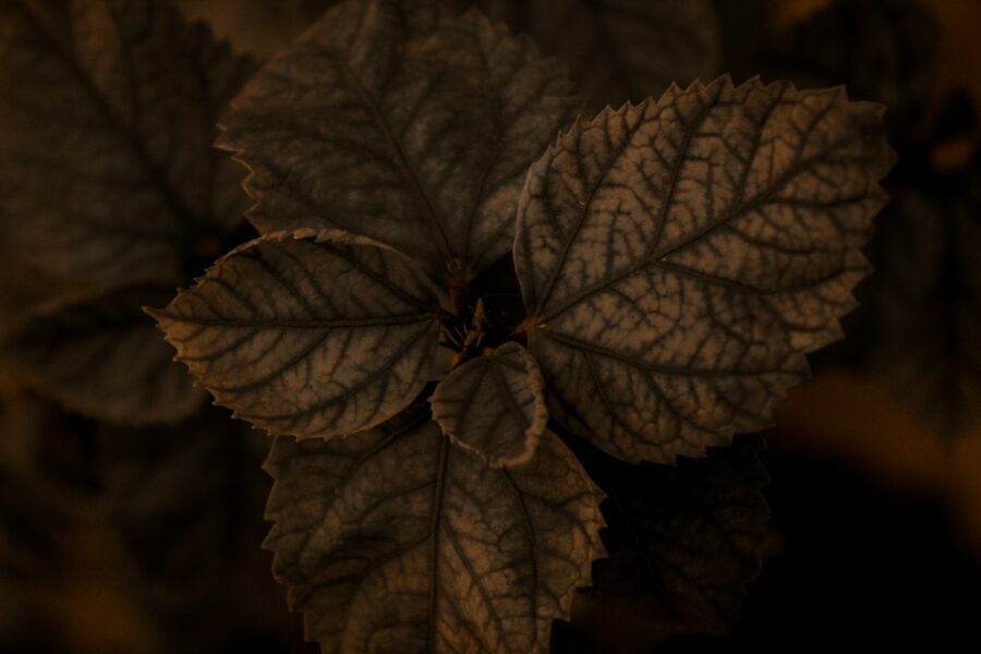 Brown leaf houseplant closeup