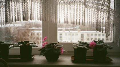 Winter care guide for indoor plants: simple steps to help them through the cold season