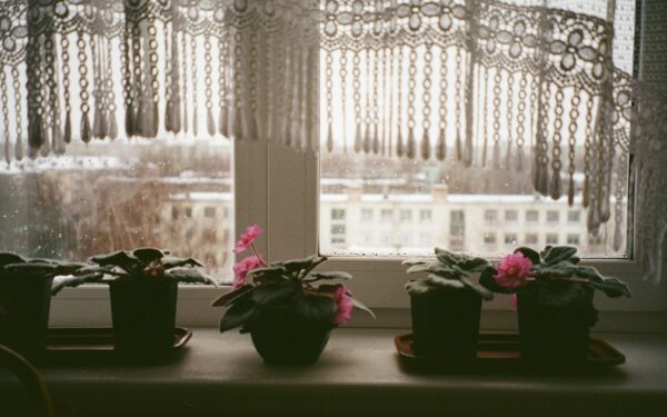 Winter care guide for indoor plants: simple steps to help them through the cold season