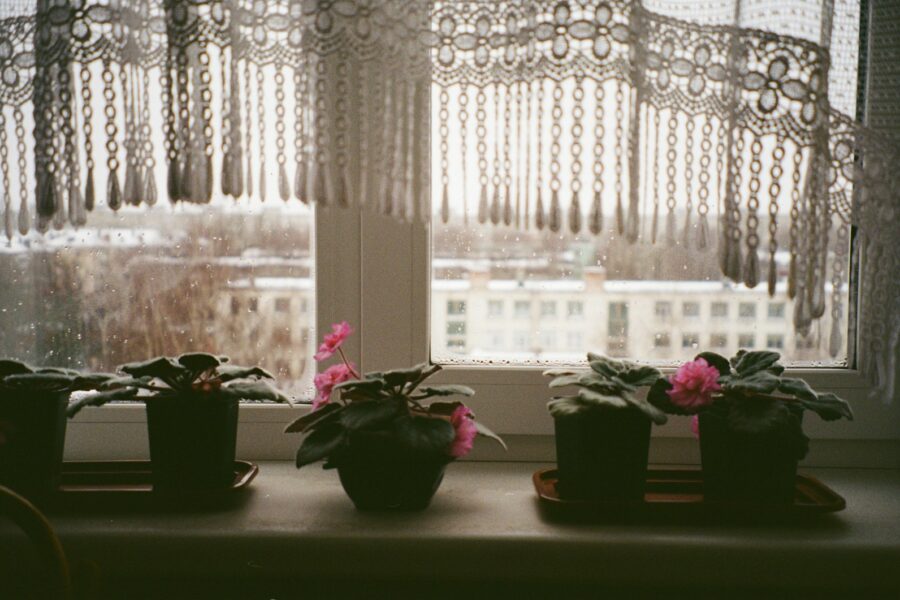 Indoor plants winter windowsill cold season