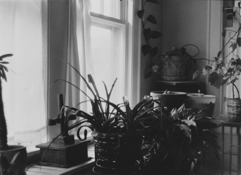 Plant windowsill living room