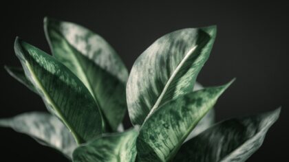 ZZ plant care guide: how to keep Zamioculcas zamiifolia thriving indoors
