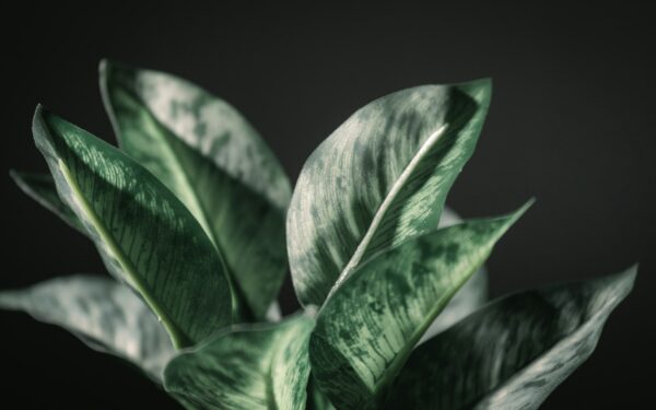 ZZ plant care guide: how to keep Zamioculcas zamiifolia thriving indoors