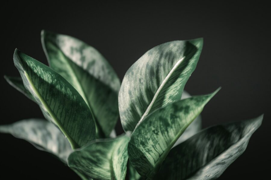 Plant close leaves pot