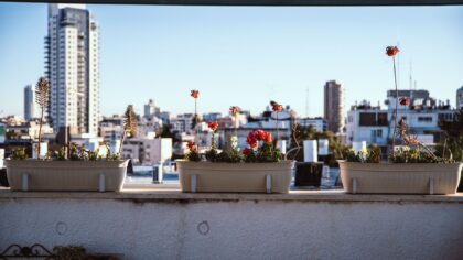 Balcony garden design ideas that turn a plain ledge into a planted outlook