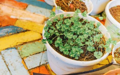 Beginner-friendly container vegetable tips for balconies and patios