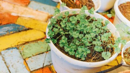 Beginner-friendly container vegetable tips for balconies and patios