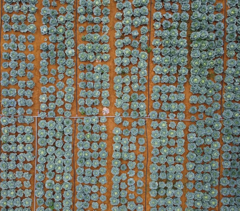 Vegetable beds top
