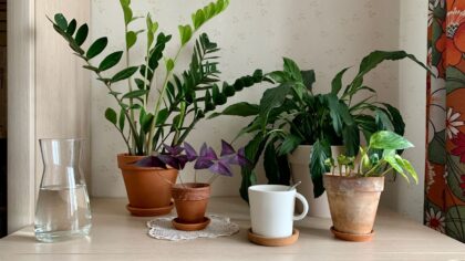 Beginner-friendly indoor plants that forgive common mistakes