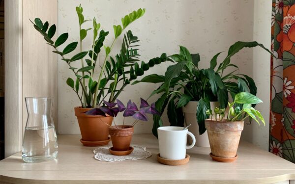 Beginner-friendly indoor plants that forgive common mistakes