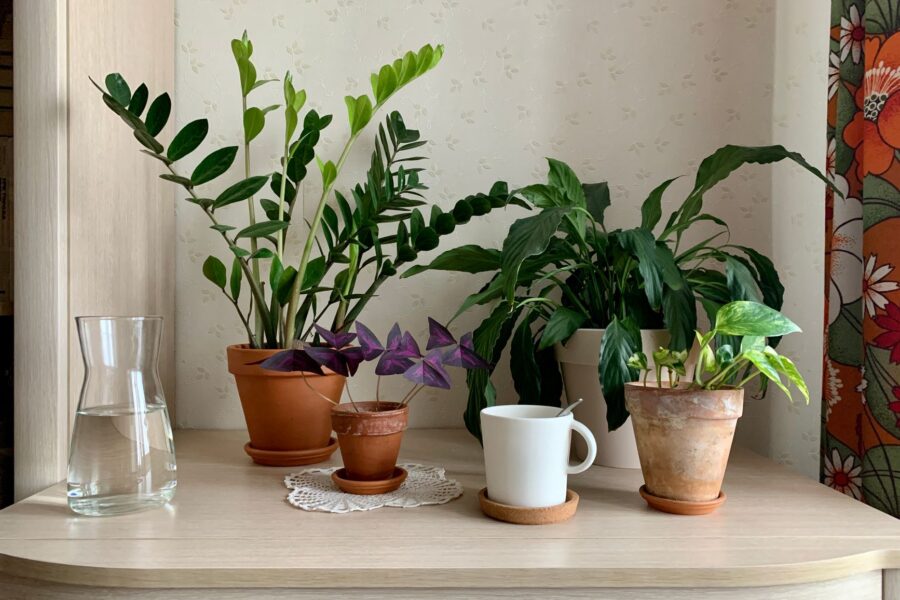 Snake plant plant