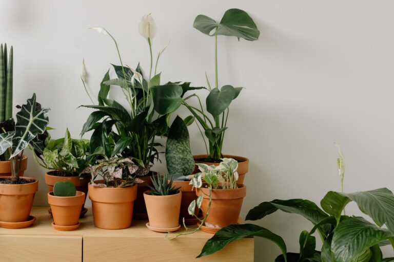 Snake plant plant