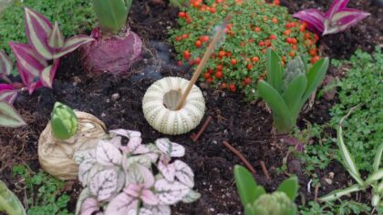 Beginner-friendly soil aeration tips that quietly transform root growth