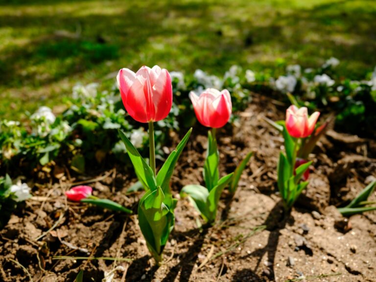 Garden soil fork
