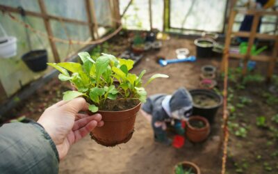 Beginner-friendly soil choices for indoor pots and balcony containers
