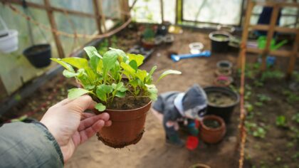 Beginner-friendly soil choices for indoor pots and balcony containers