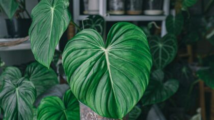 Beginner’s guide to philodendron care at home