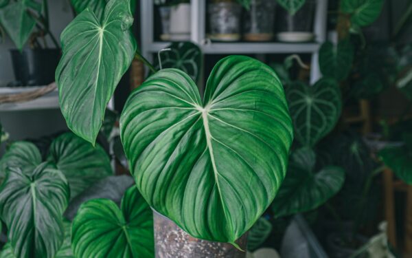 Beginner’s guide to philodendron care at home