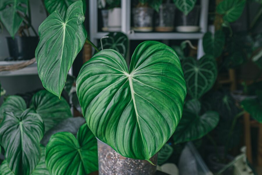 Philodendron plant leaves