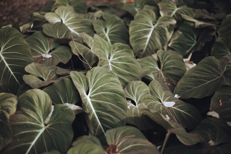 Philodendron moss pole